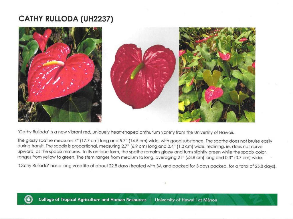 Cathy Rulloda Anthurium